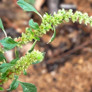 Amaranthus blitum, purple amaranth, 99, Ormiston Gorge, NT, green