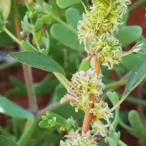 Amaranthus interruptus, native amaranth, Rainbow Valley, NT, green