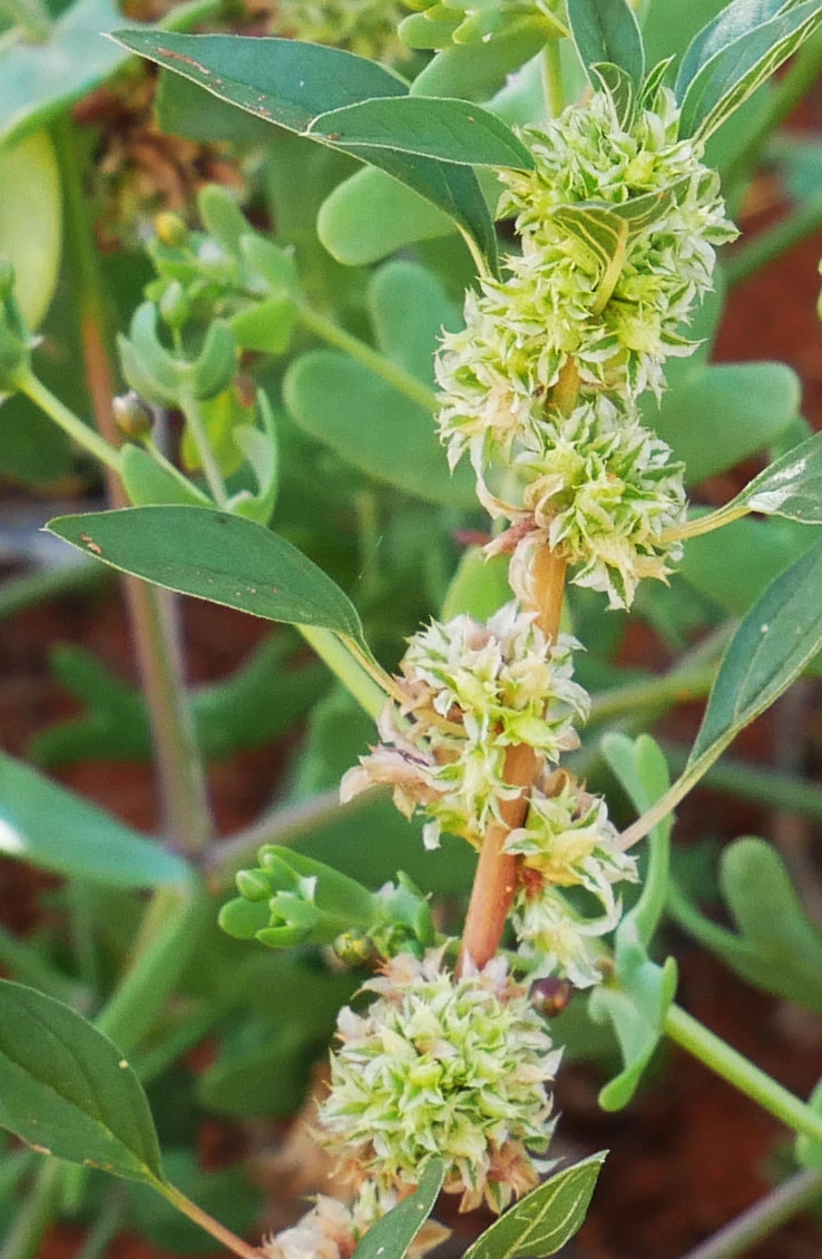 Amaranthus interruptus, native amaranth, Rainbow Valley, NT, green