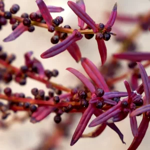 Ammannia multiflora, jerry-jerry, Redbank Gorge, NT, red, purple