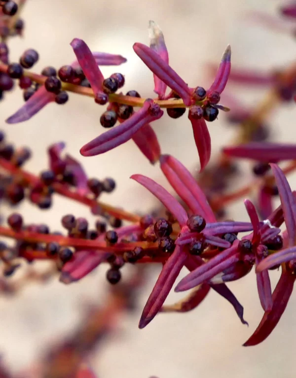 Ammannia multiflora, jerry-jerry, Redbank Gorge, NT, red, purple