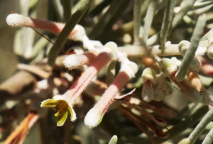 Amyema gibberula var. gibberula, Mistletoe, Kings Canyon, NT, pink