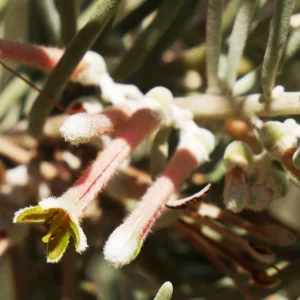 Amyema gibberula var. gibberula, Mistletoe, Kings Canyon, NT, pink