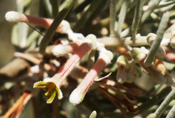 Amyema gibberula var. gibberula, Mistletoe, Kings Canyon, NT, pink