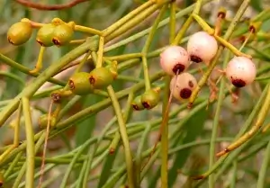  Amyema preissii, wireleaf mistletoe, Broken Hill, NSW, pink, green