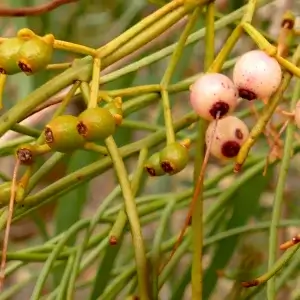 Amyema preissii, wireleaf mistletoe, Broken Hill, NSW, pink, green