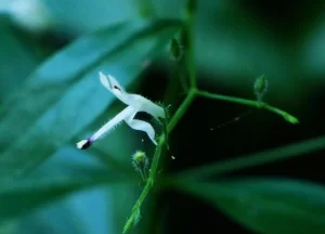 Andrographis paniculata, Howard Springs, NT, white