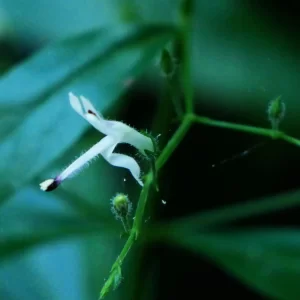 Andrographis paniculata, Howard Springs, NT, white