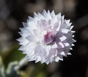  Anemocarpa saxatilis, Hill sunray, West McDonnell Ranges, NT, white, pink