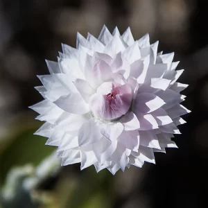 Anemocarpa saxatilis, Hill sunray, West McDonnell Ranges, NT, white, pink