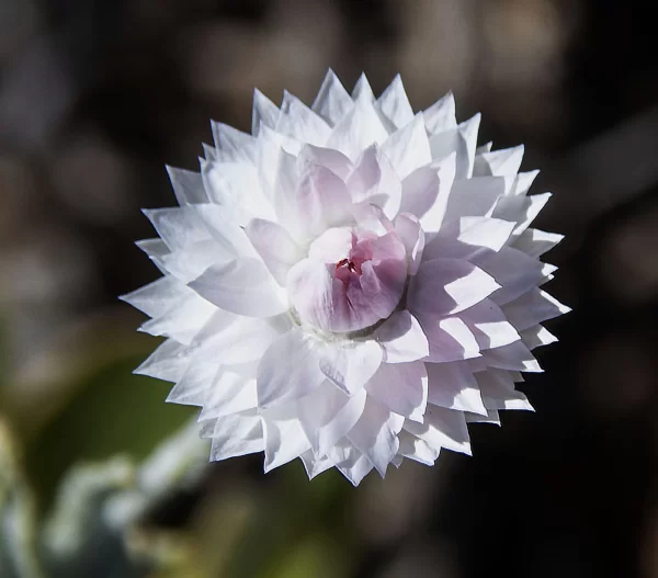 Anemocarpa saxatilis, Hill sunray, West McDonnell Ranges, NT, white, pink