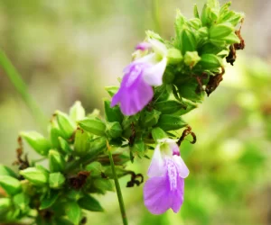  Anisomeles indica, Indian catmint, Limmen NP, NT, purple