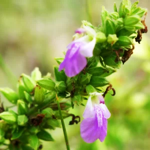 Anisomeles indica, Indian catmint, Limmen NP, NT, purple