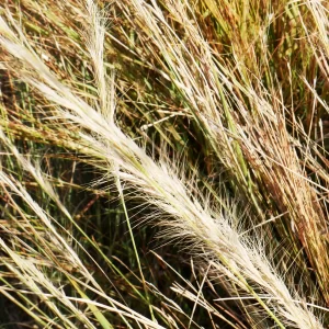 Aristida inaequiglumis, curly wiregrass, Roper River Hway, NT, brown