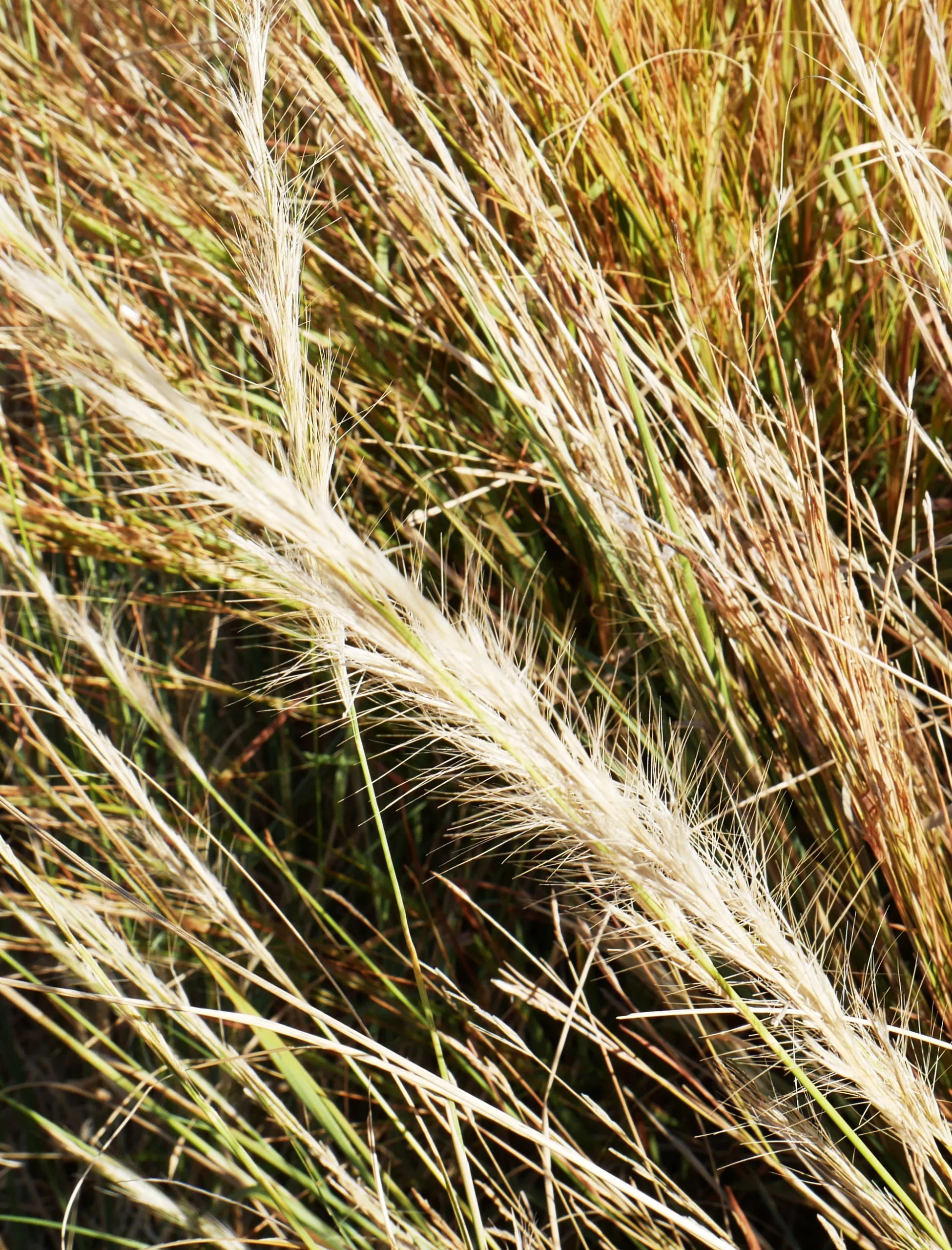 Aristida inaequiglumis, curly wiregrass, Roper River Hway, NT, brown