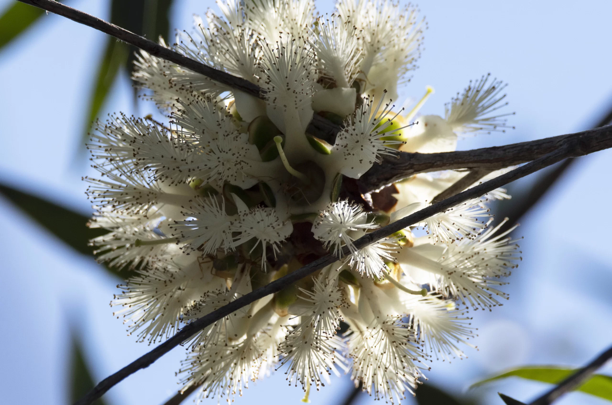 Asteromyrtus magnifica, Kakadu NP, NT, white