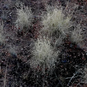 Astrebla lappacea, curly Mitchell grass, Karlu Karlu, NT, white, brown