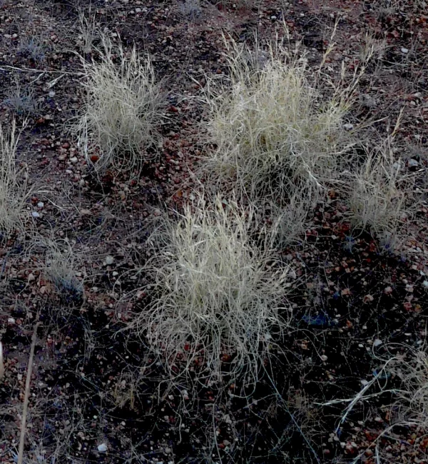 Astrebla lappacea, curly Mitchell grass, Karlu Karlu, NT, white, brown