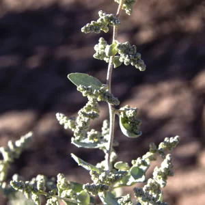 Atriplex nummularia, oldman saltbush, Henbury Meteorite craters, NT, grey, green