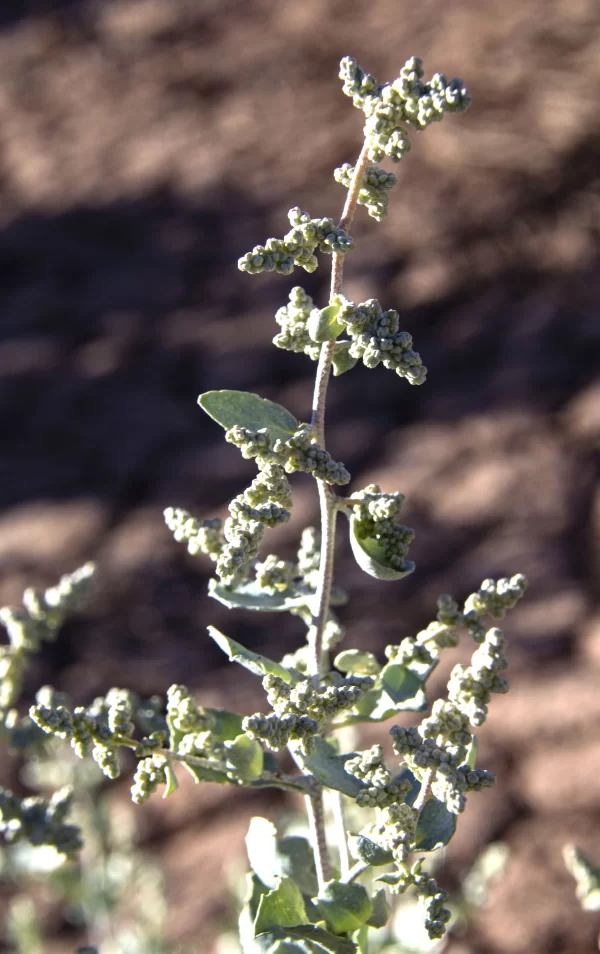 Atriplex nummularia, oldman saltbush, Henbury Meteorite craters, NT, grey, green