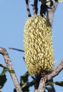  Banksia dentata, tropical banksia, Kakadu NP, NT, green, yellow 1