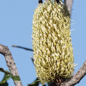 Banksia dentata, tropical banksia, Kakadu NP, NT, green, yellow 1