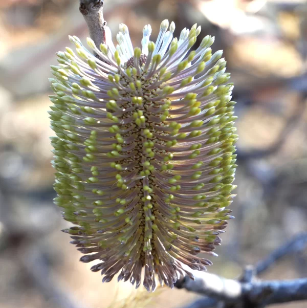 Banksia dentata, tropical banksia, Kakadu NP, NT, green, yellow