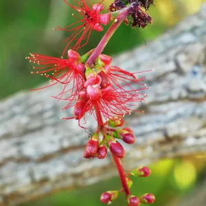 Barringtonia acutangula, Freshwater Mangrove, Mamukala wetlands, NT, red