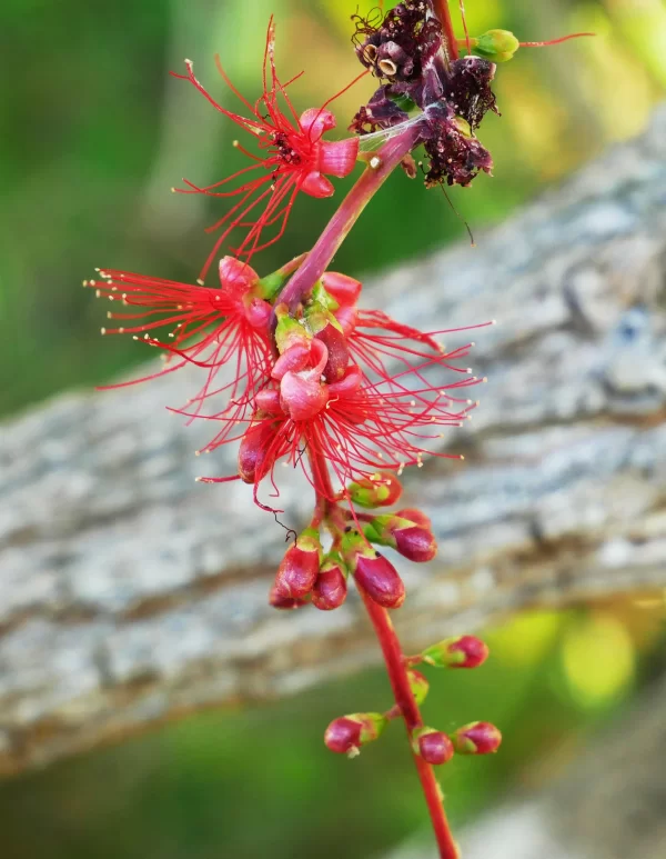 Barringtonia acutangula, Freshwater Mangrove, Mamukala wetlands, NT, red