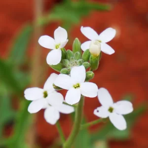 Blennodia canescens, wild stock, Alice Springs Desert Park, NT, white