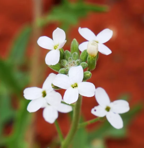 Blennodia canescens, wild stock, Alice Springs Desert Park, NT, white