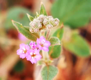 Boerhavia diffusa, Tarvine, Tablelands Hwy, NT, pink