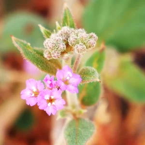 Boerhavia diffusa, Tarvine, Tablelands Hwy, NT, pink