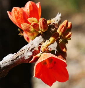 Brachychiton megaphyllus, red flowered kurrajong, Charles Darwin NP, NT, red 1