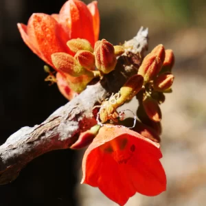 Brachychiton megaphyllus, red flowered kurrajong, Charles Darwin NP, NT, red 1