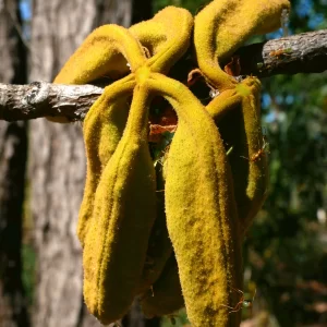 Brachychiton megaphyllus, red flowered kurrajong, Charles Darwin NP, NT, red