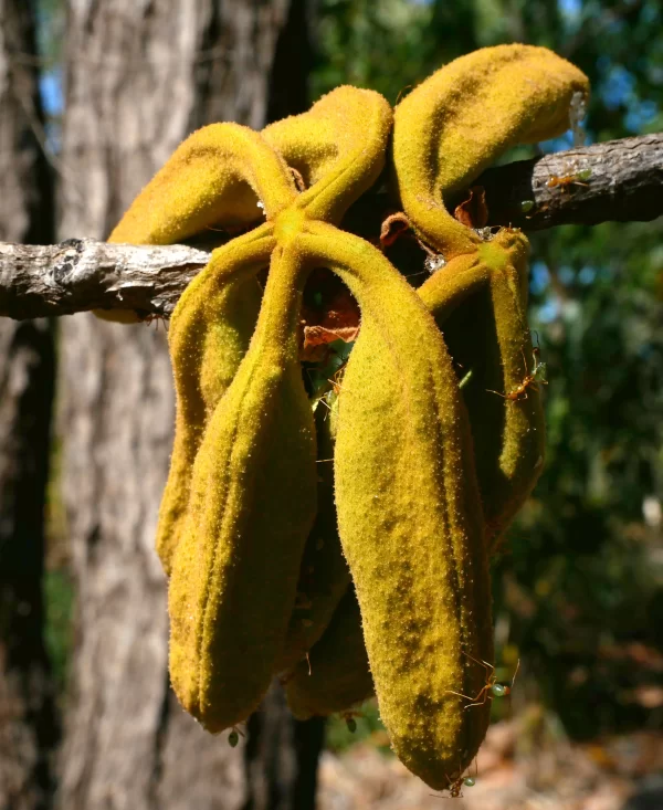 Brachychiton megaphyllus, red flowered kurrajong, Charles Darwin NP, NT, red