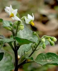  SolanSolanum nigrum, black nightshade, Gum Swamp, Forbes, NSW, whiteum nigrum