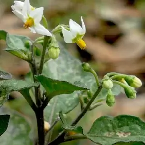 SolanSolanum nigrum, black nightshade, Gum Swamp, Forbes, NSW, whiteum nigrum