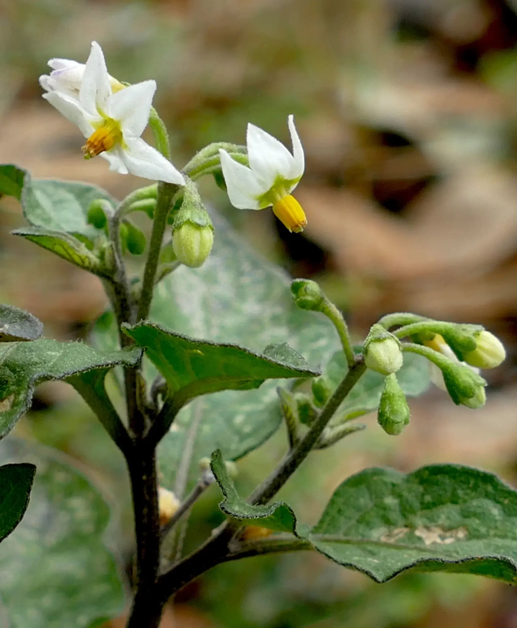 SolanSolanum nigrum, black nightshade, Gum Swamp, Forbes, NSW, whiteum nigrum