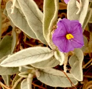  Solanum quadriloculatum, bush tomato, Broken Hill, NSW, purple