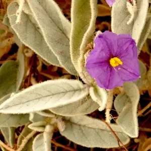 Solanum quadriloculatum, bush tomato, Broken Hill, NSW, purple