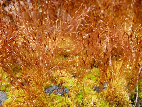 Ceratodon purpureus, redshank moss, Girraween NP, Qld, Moss, green, red, brown