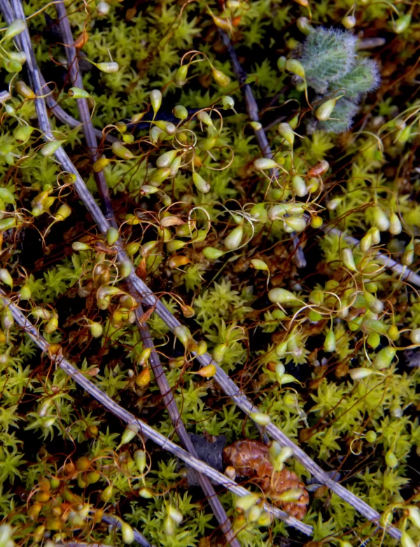 Funaria hygrometrica, cord moss, Cape Borda, Kangaroo Island, SA, green, moss