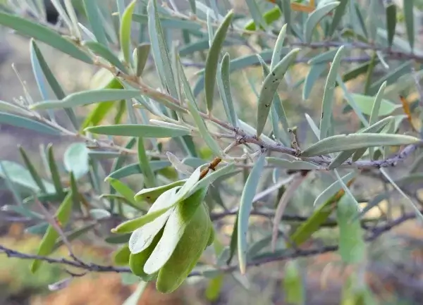 Acacia cambagei, gidgee, Cunnamulla, Qld, yellow