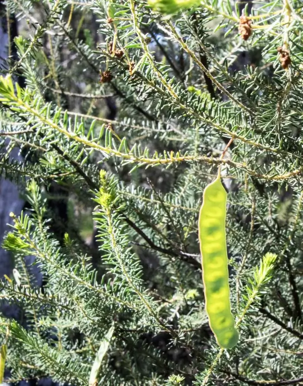 Acacia conferta, crowded-leaf wattle, Miles, Qld, yellow