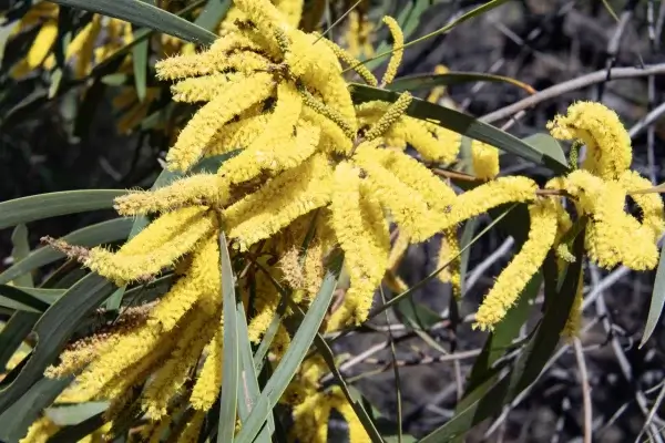 Acacia crassa, Miles, Qld, Yellow
