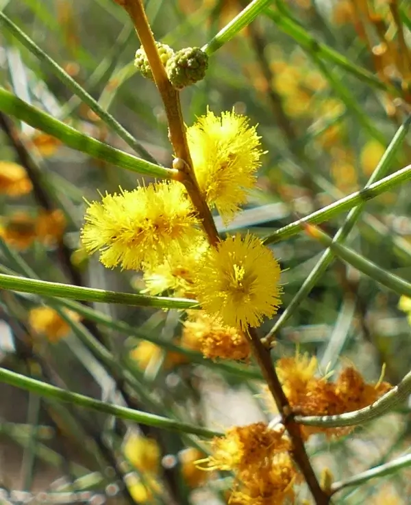 Acacia curranii, curly bark wattle, Miles, Qld, yellow