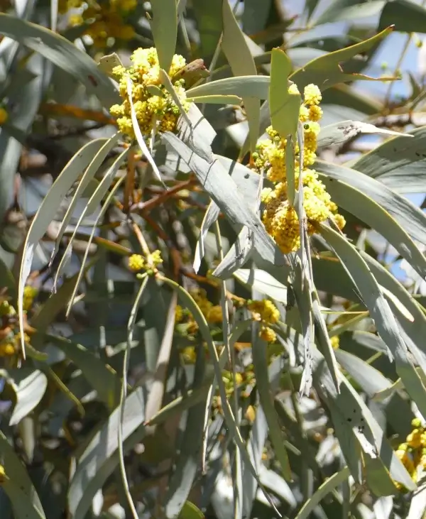Acacia harpophylla, Brigalow, Qld, Yellow, grey