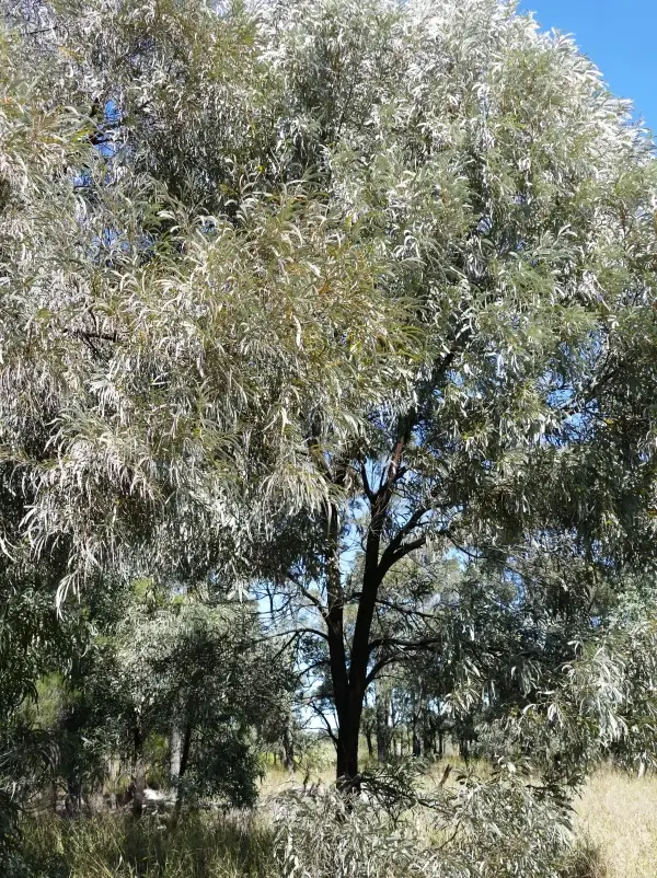 Acacia harpophylla, Brigalow